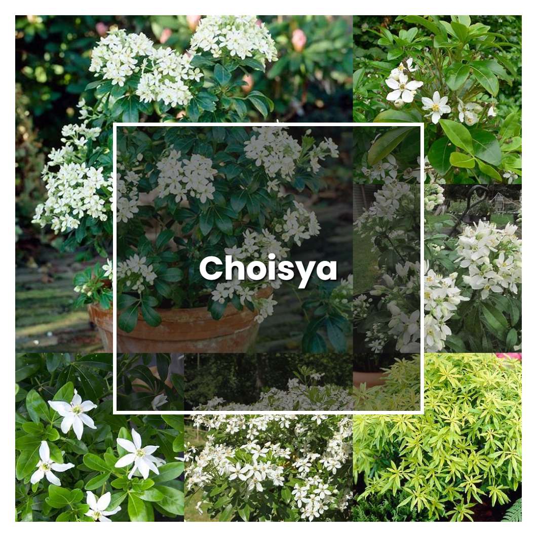 How to Grow Choisya - Plant Care & Tips