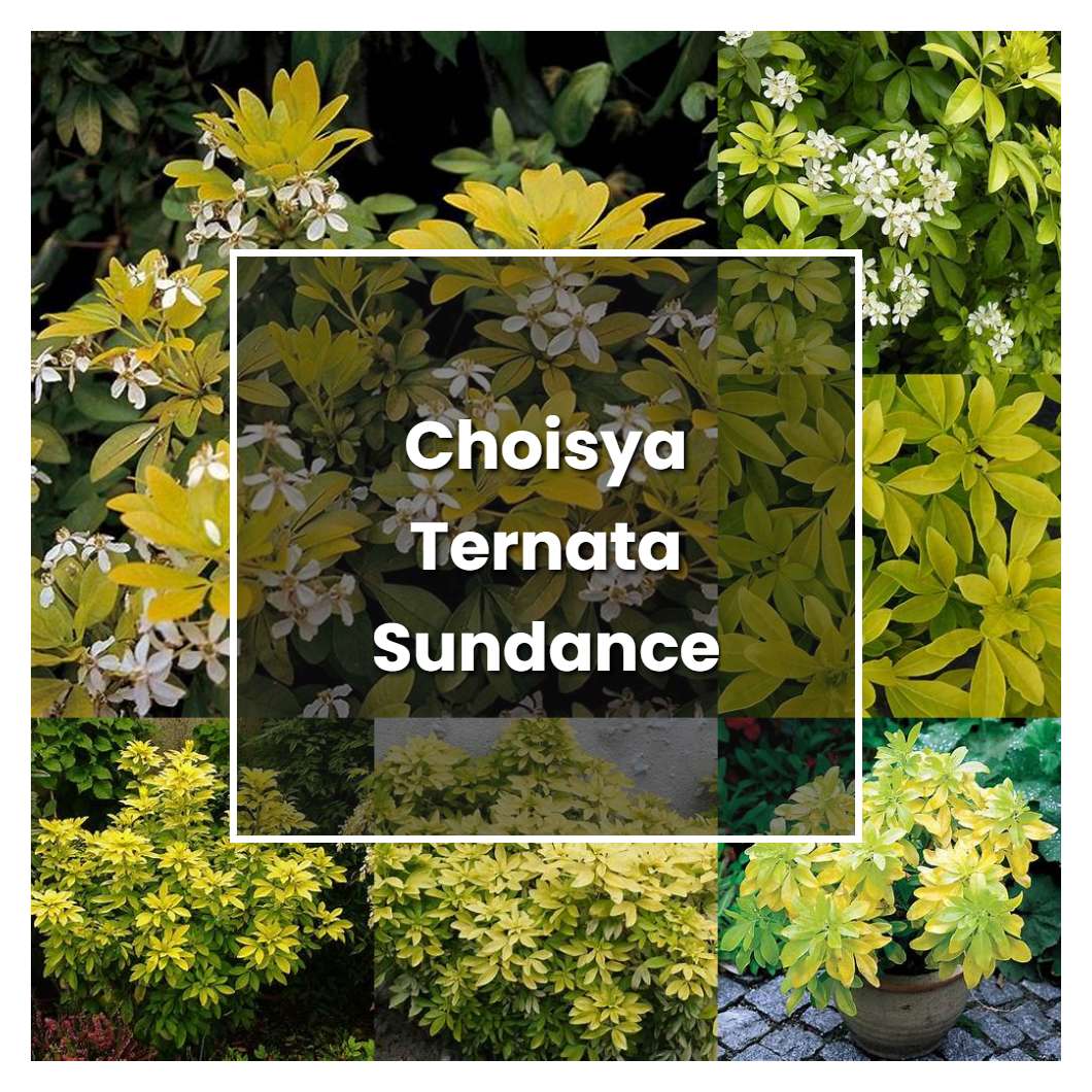 How to Grow Choisya Ternata Sundance - Plant Care & Tips