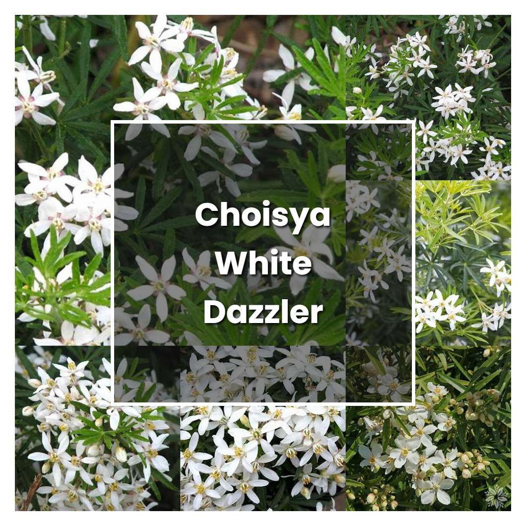 How to Grow Choisya White Dazzler - Plant Care & Tips
