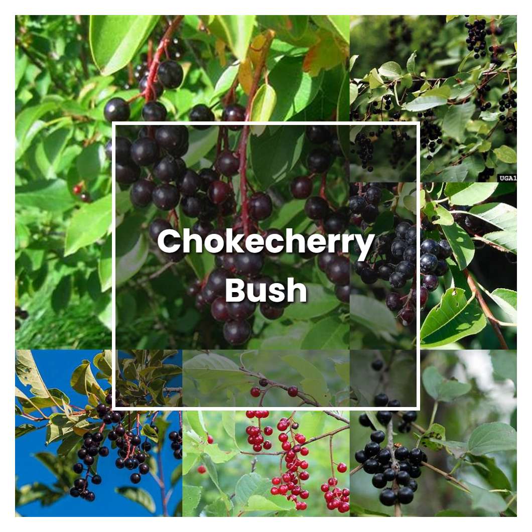 How to Grow Chokecherry Bush - Plant Care & Tips