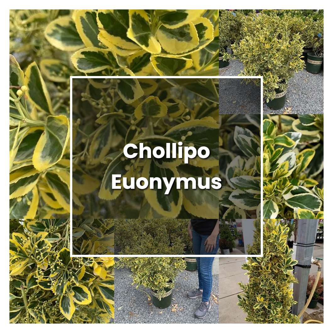 How to Grow Chollipo Euonymus - Plant Care & Tips