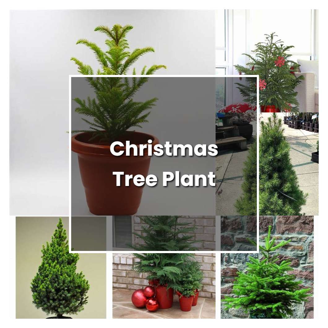How to Grow Christmas Tree Plant - Plant Care & Tips