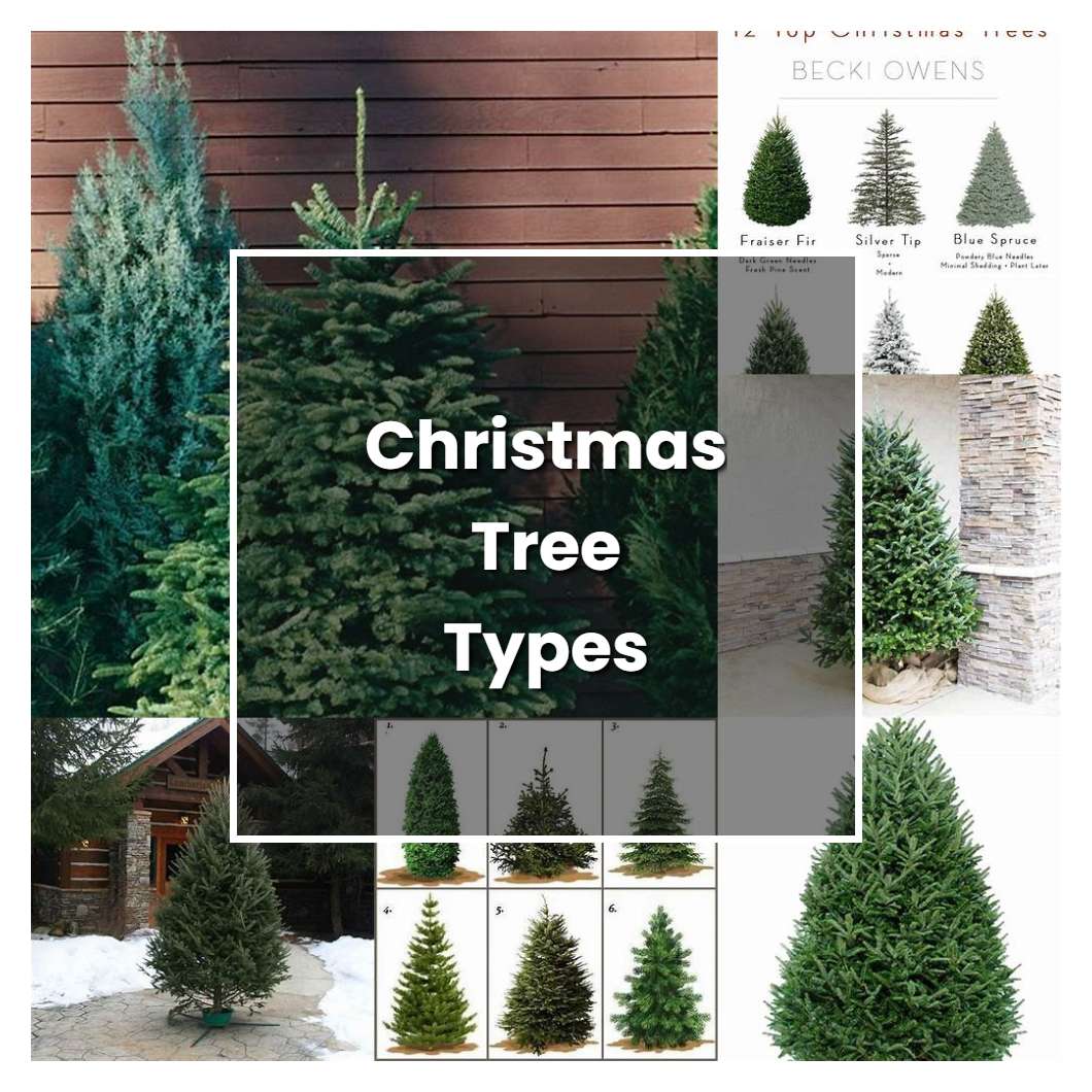 How to Grow Christmas Tree Types - Plant Care & Tips