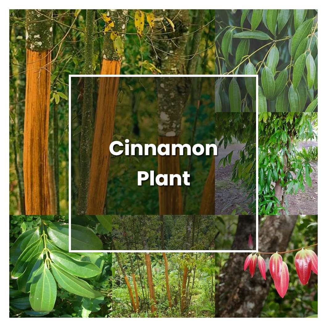 How to Grow Cinnamon Plant - Plant Care & Tips