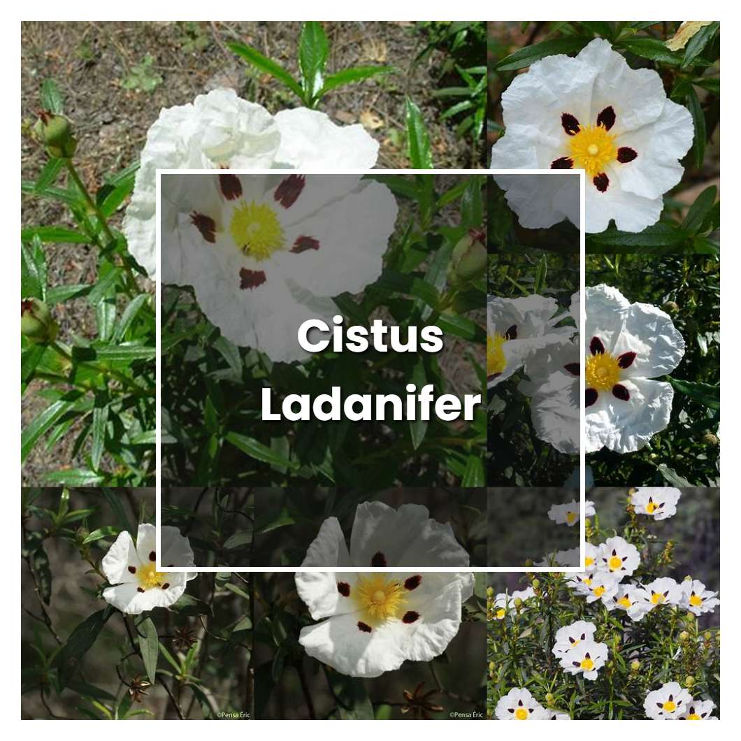 How to Grow Cistus Ladanifer - Plant Care & Tips