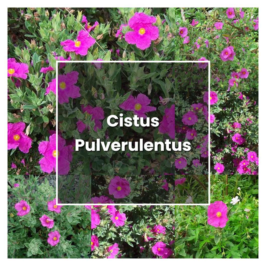 How to Grow Cistus Pulverulentus - Plant Care & Tips