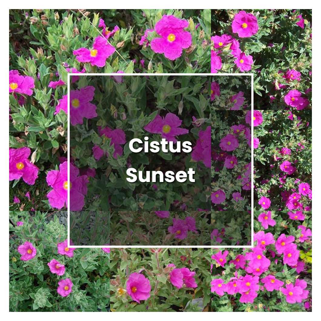 How to Grow Cistus Sunset - Plant Care & Tips