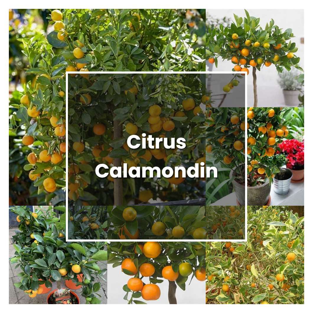 How to Grow Citrus Calamondin - Plant Care & Tips