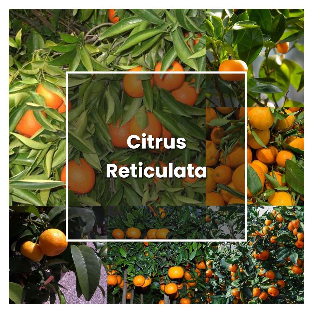 How to Grow Citrus Reticulata - Plant Care & Tips