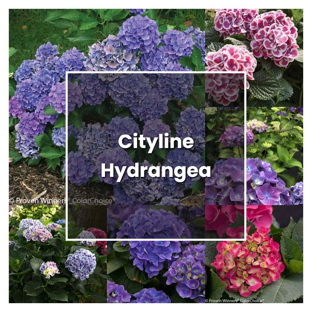How to Grow Cityline Hydrangea - Plant Care & Tips