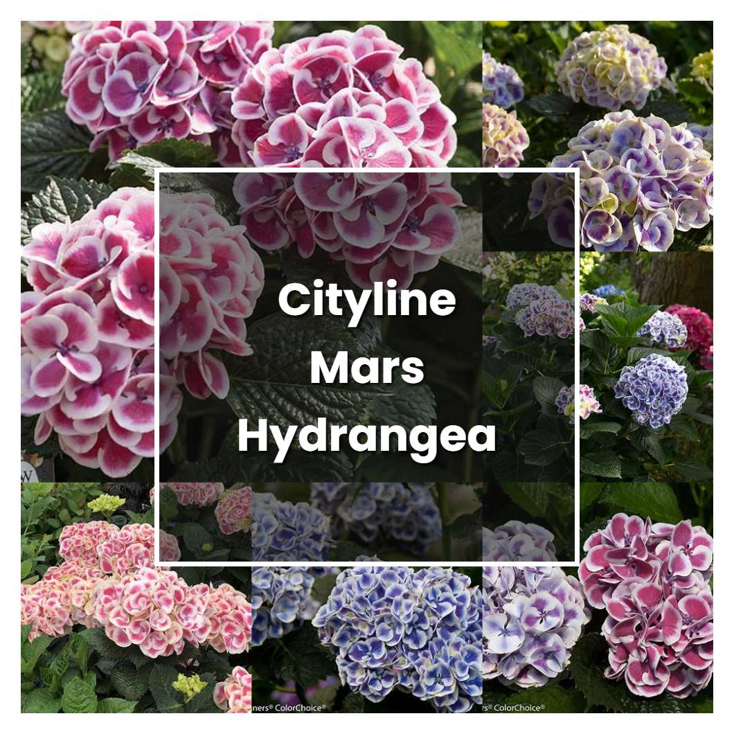 How to Grow Cityline Mars Hydrangea - Plant Care & Tips