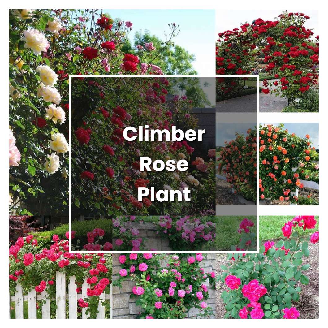 How to Grow Climber Rose Plant - Plant Care & Tips