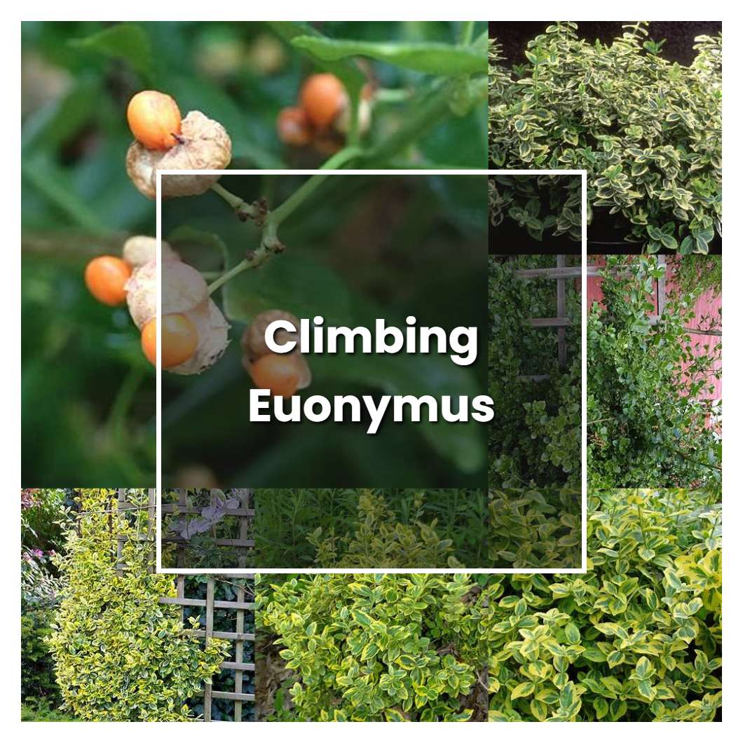 How to Grow Climbing Euonymus - Plant Care & Tips
