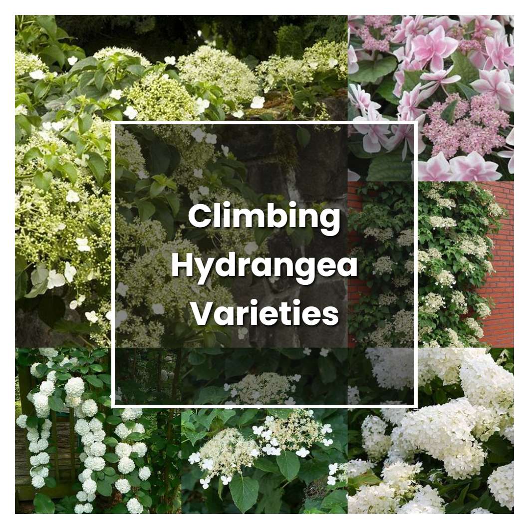 How to Grow Climbing Hydrangea Varieties - Plant Care & Tips