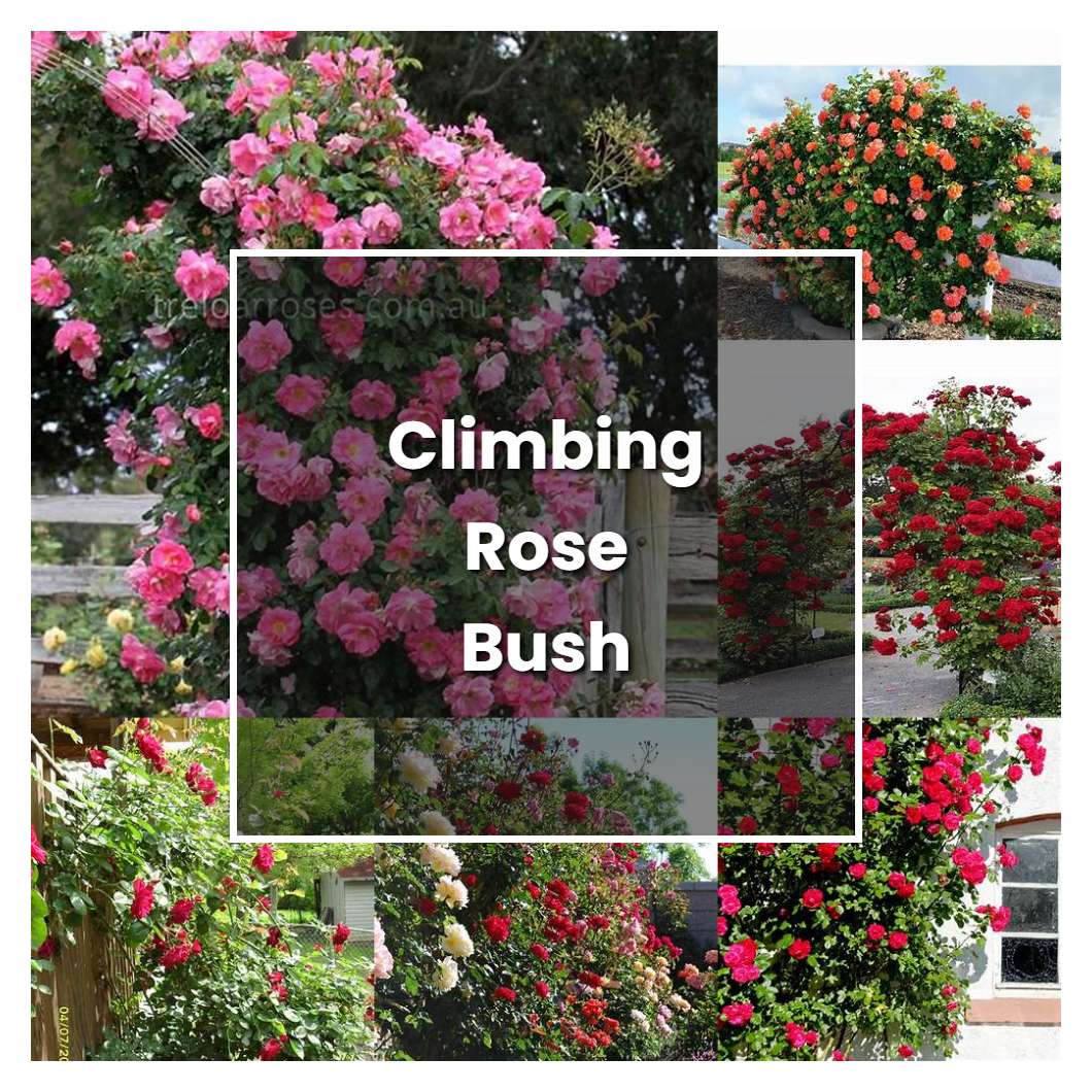 How to Grow Climbing Rose Bush - Plant Care & Tips