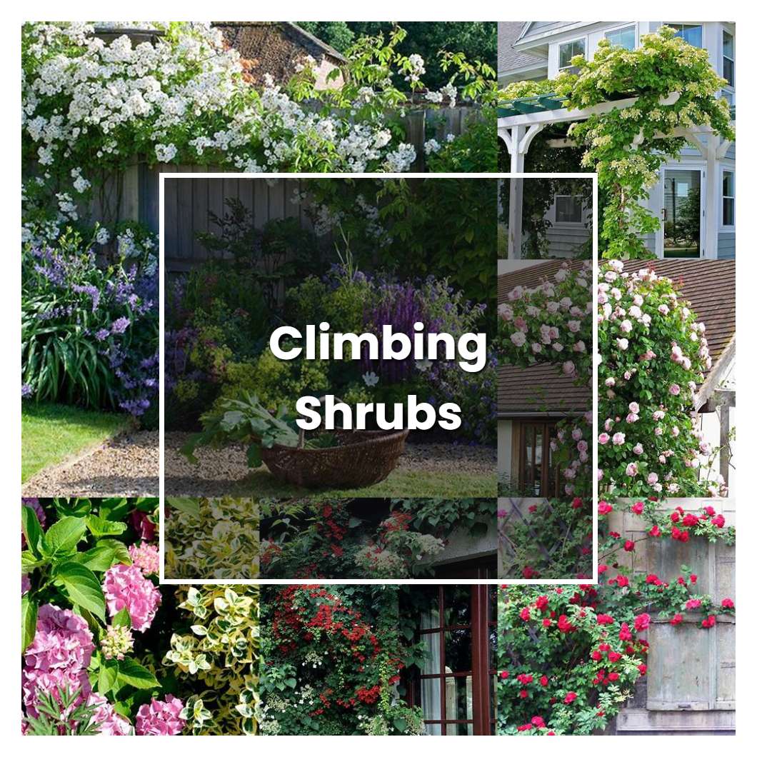 How to Grow Climbing Shrubs - Plant Care & Tips