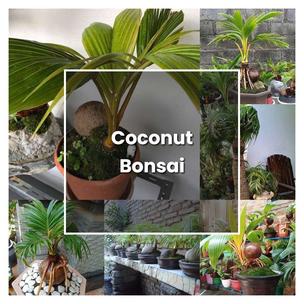 How to Grow Coconut Bonsai - Plant Care & Tips