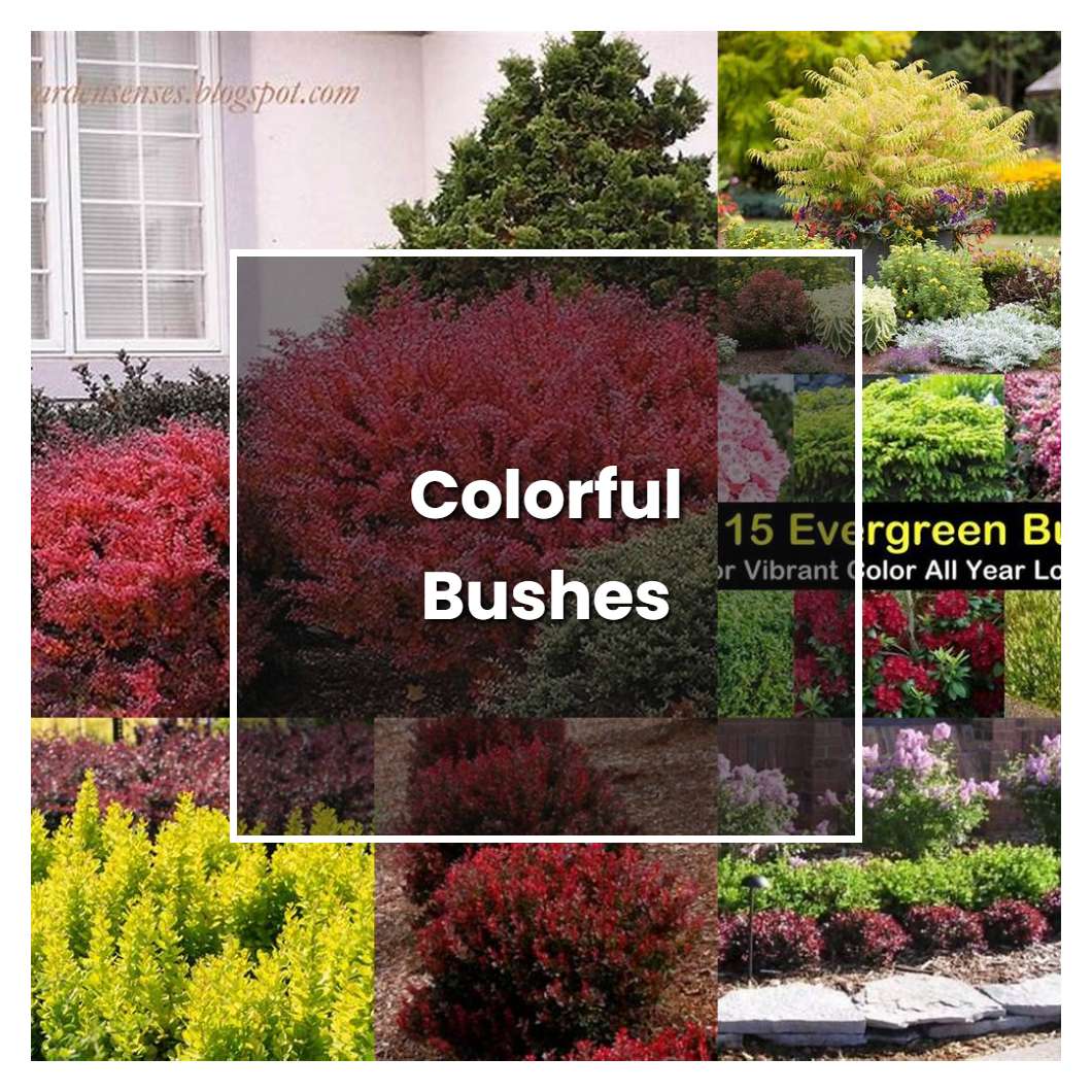 How to Grow Colorful Bushes - Plant Care & Tips