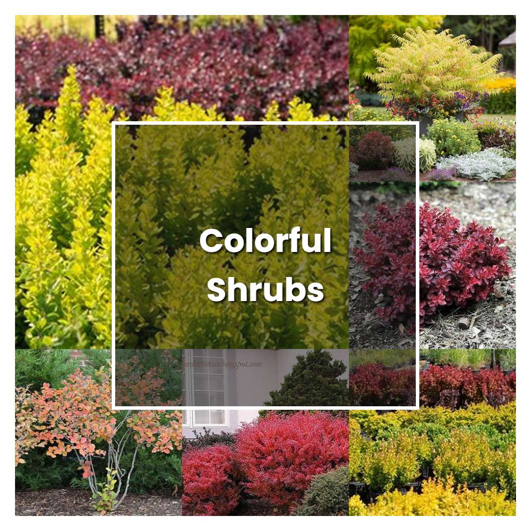 How to Grow Colorful Shrubs - Plant Care & Tips