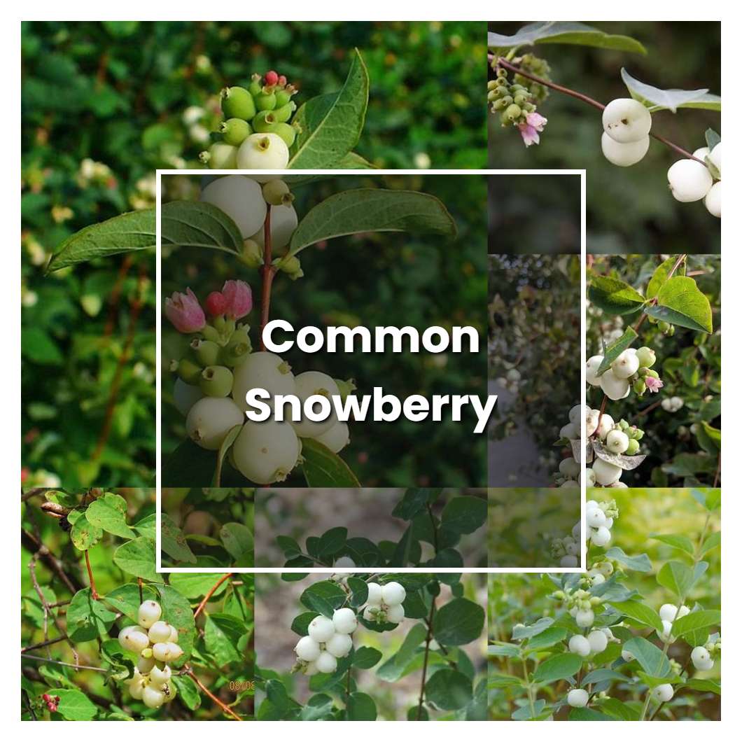 How to Grow Common Snowberry - Plant Care & Tips