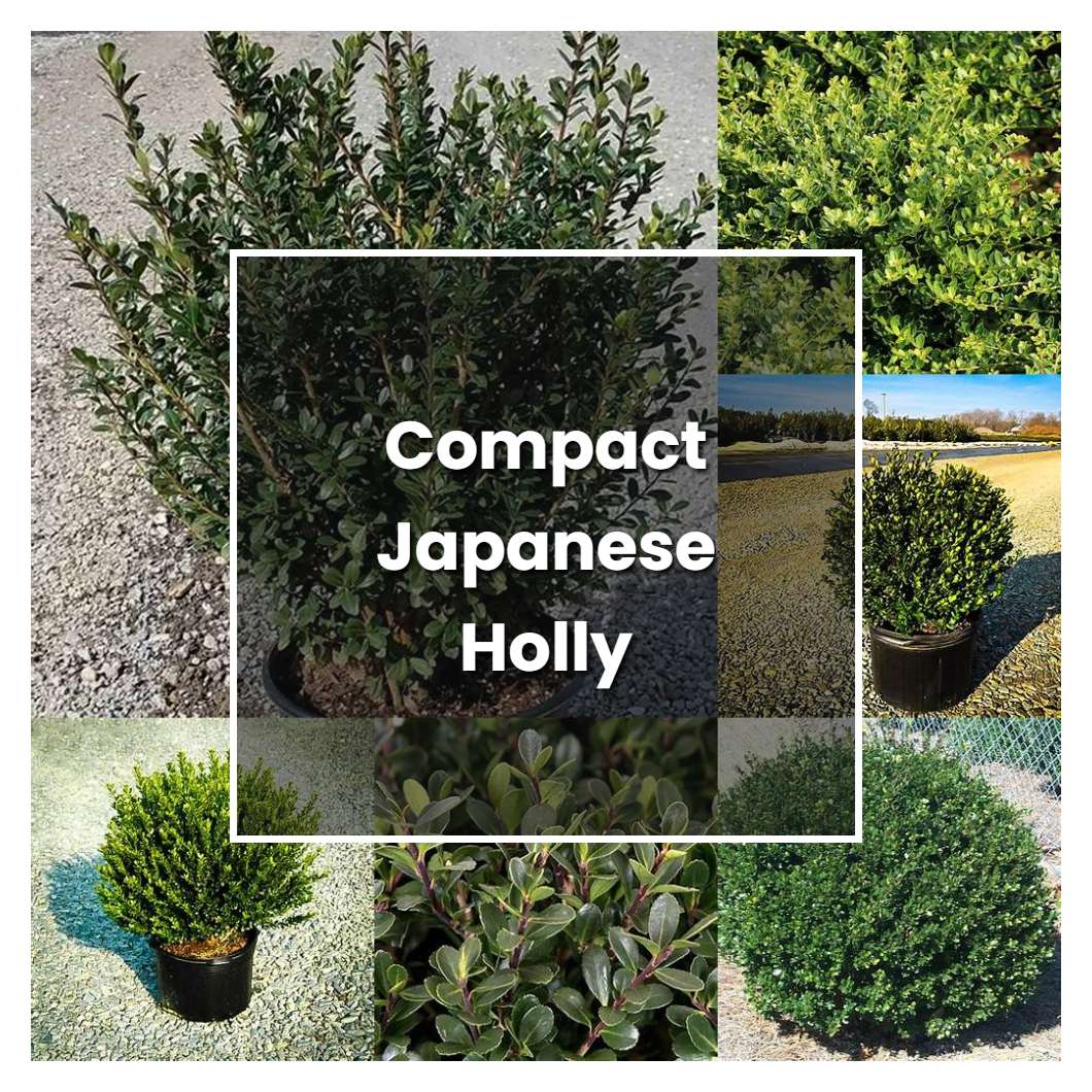 How to Grow Compact Japanese Holly - Plant Care & Tips