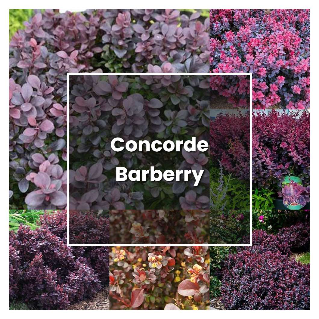 How to Grow Concorde Barberry - Plant Care & Tips