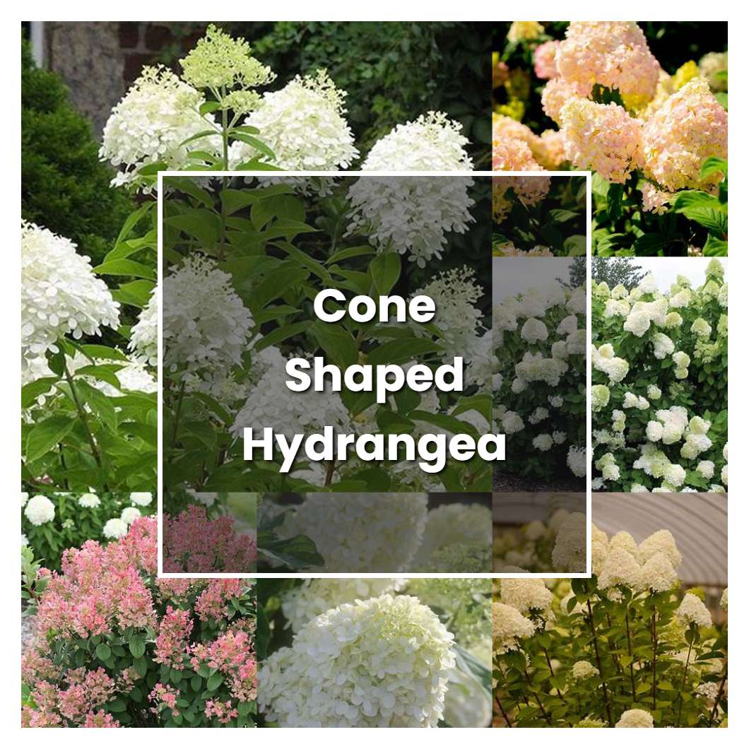 How to Grow Cone Shaped Hydrangea - Plant Care & Tips