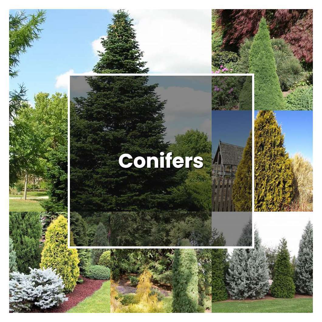 How to Grow Conifers - Plant Care & Tips