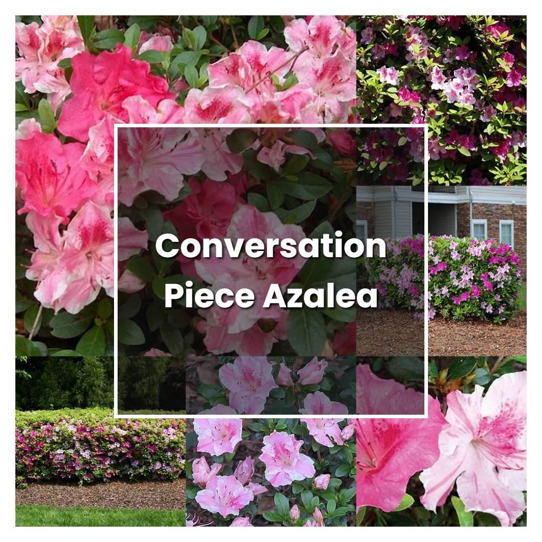 How to Grow Conversation Piece Azalea - Plant Care & Tips