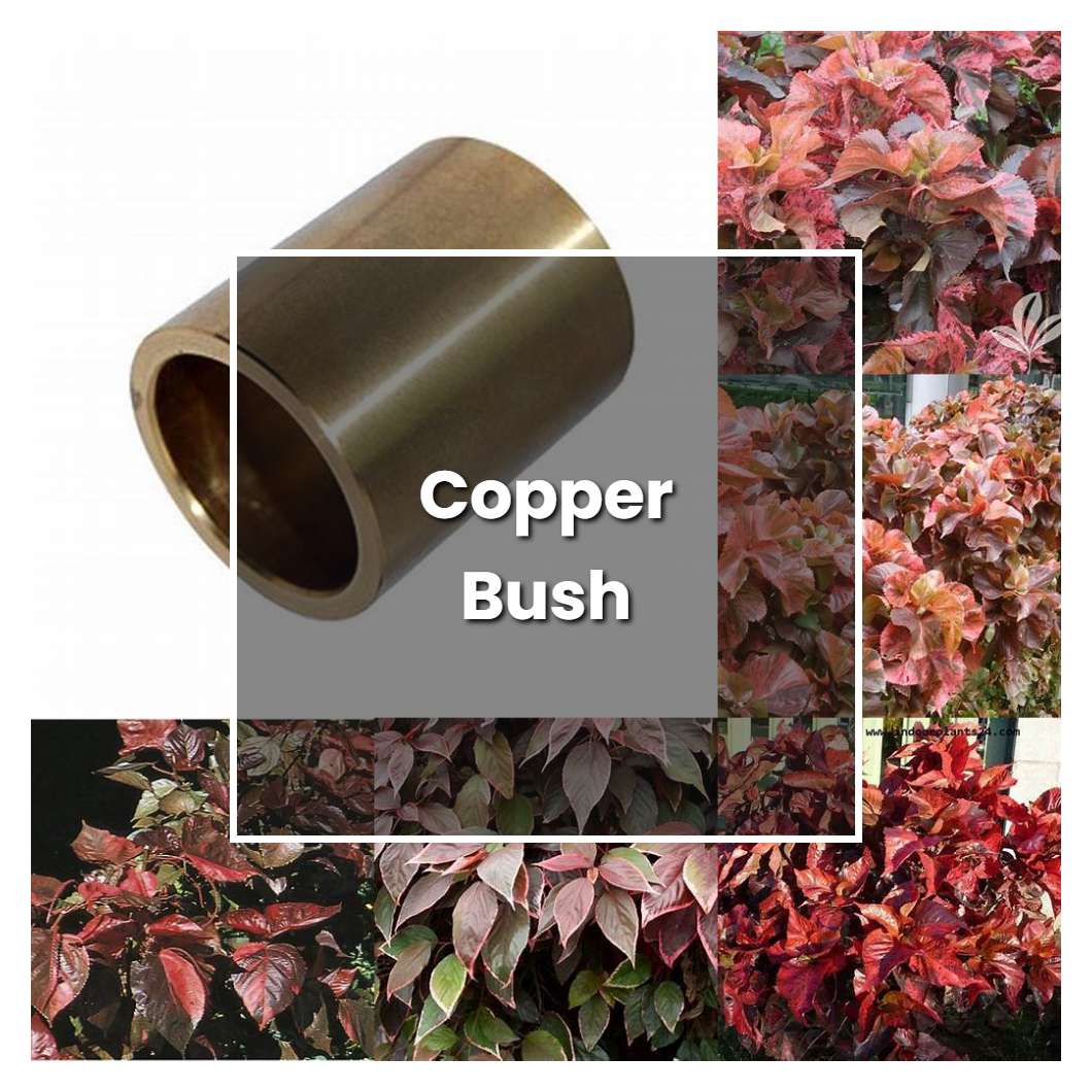 How to Grow Copper Bush - Plant Care & Tips