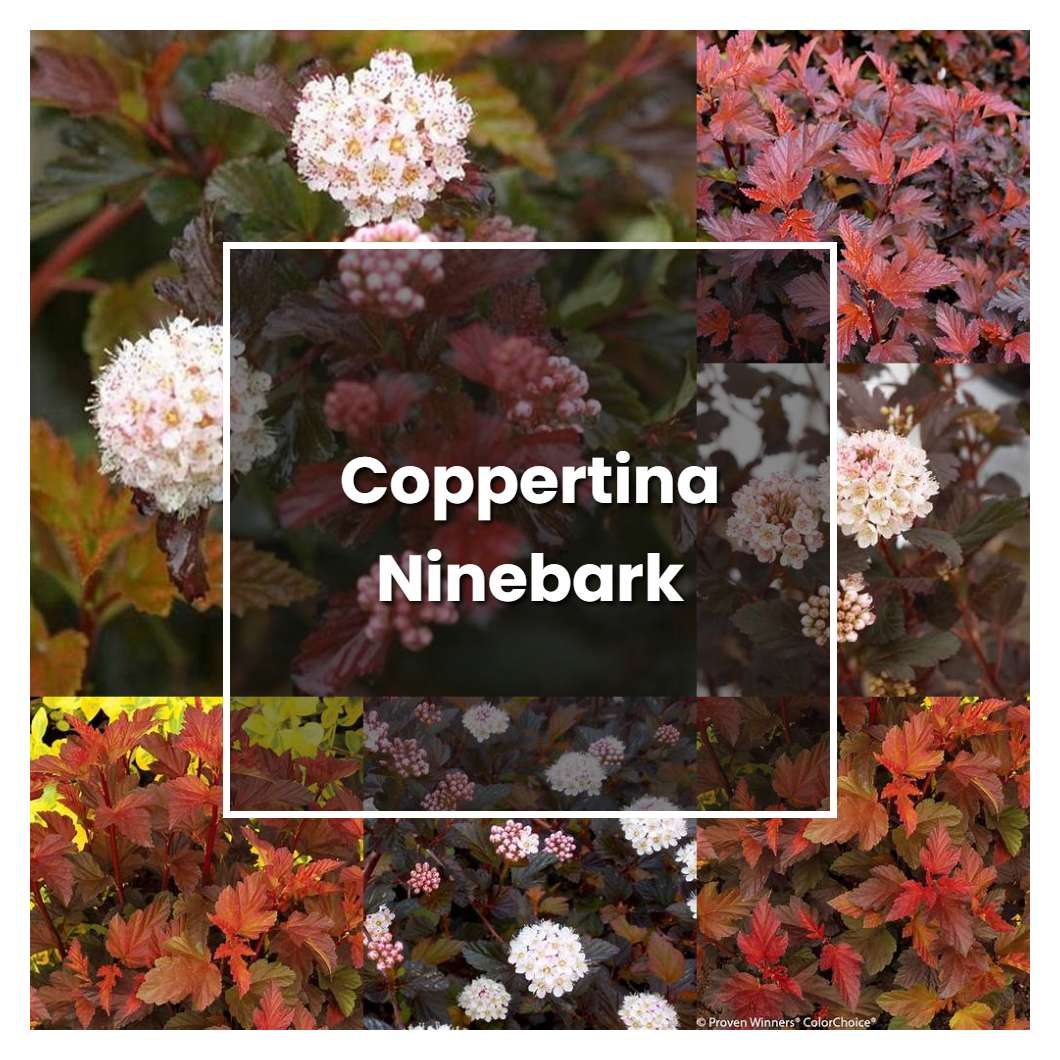 How to Grow Coppertina Ninebark - Plant Care & Tips