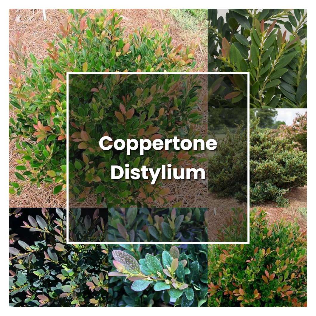 How To Grow Coppertone Distylium Plant Care Tips NorwichGardener overwatered-lemon-tree-signs-and-solutions
