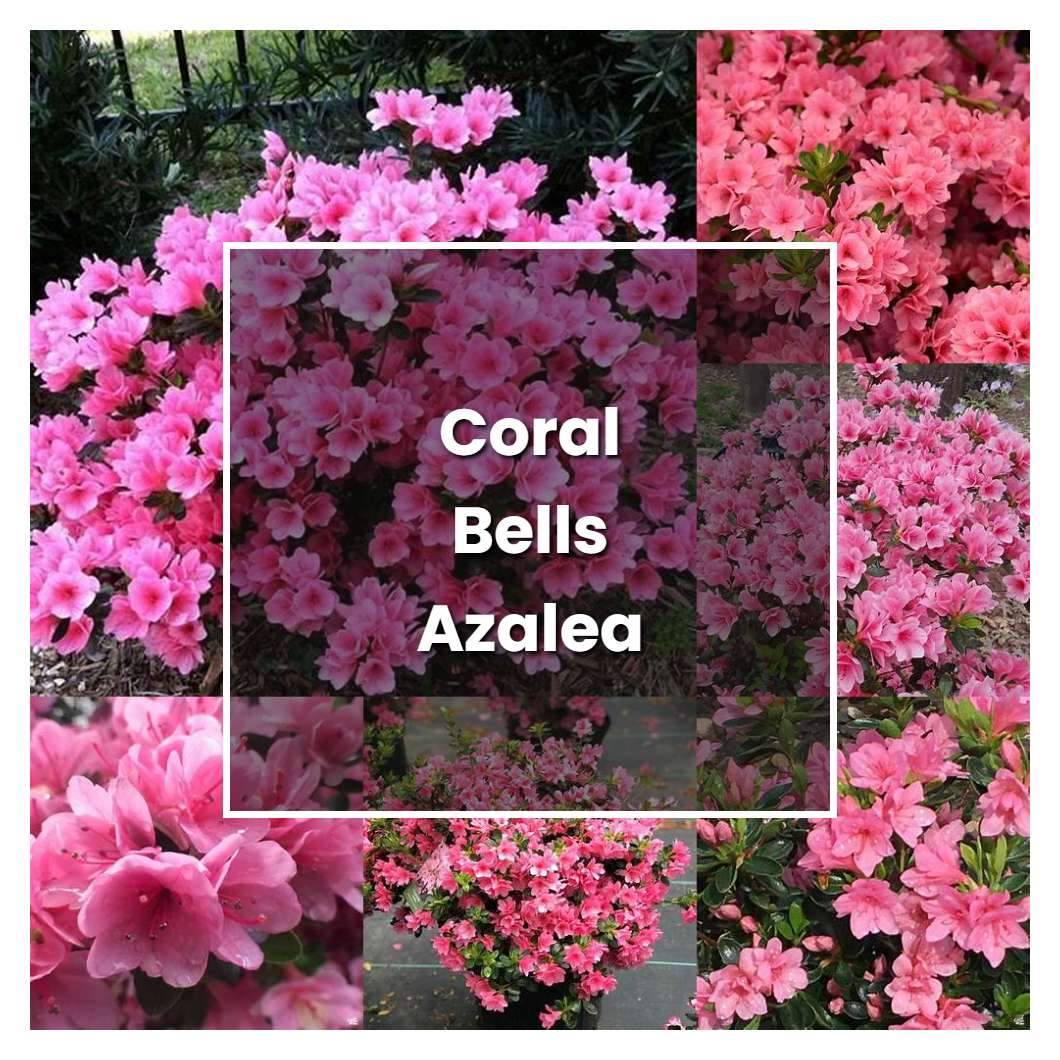 How to Grow Coral Bells Azalea - Plant Care & Tips