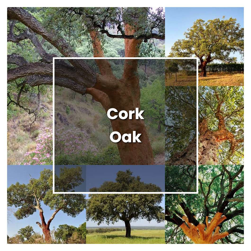 How to Grow Cork Oak - Plant Care & Tips