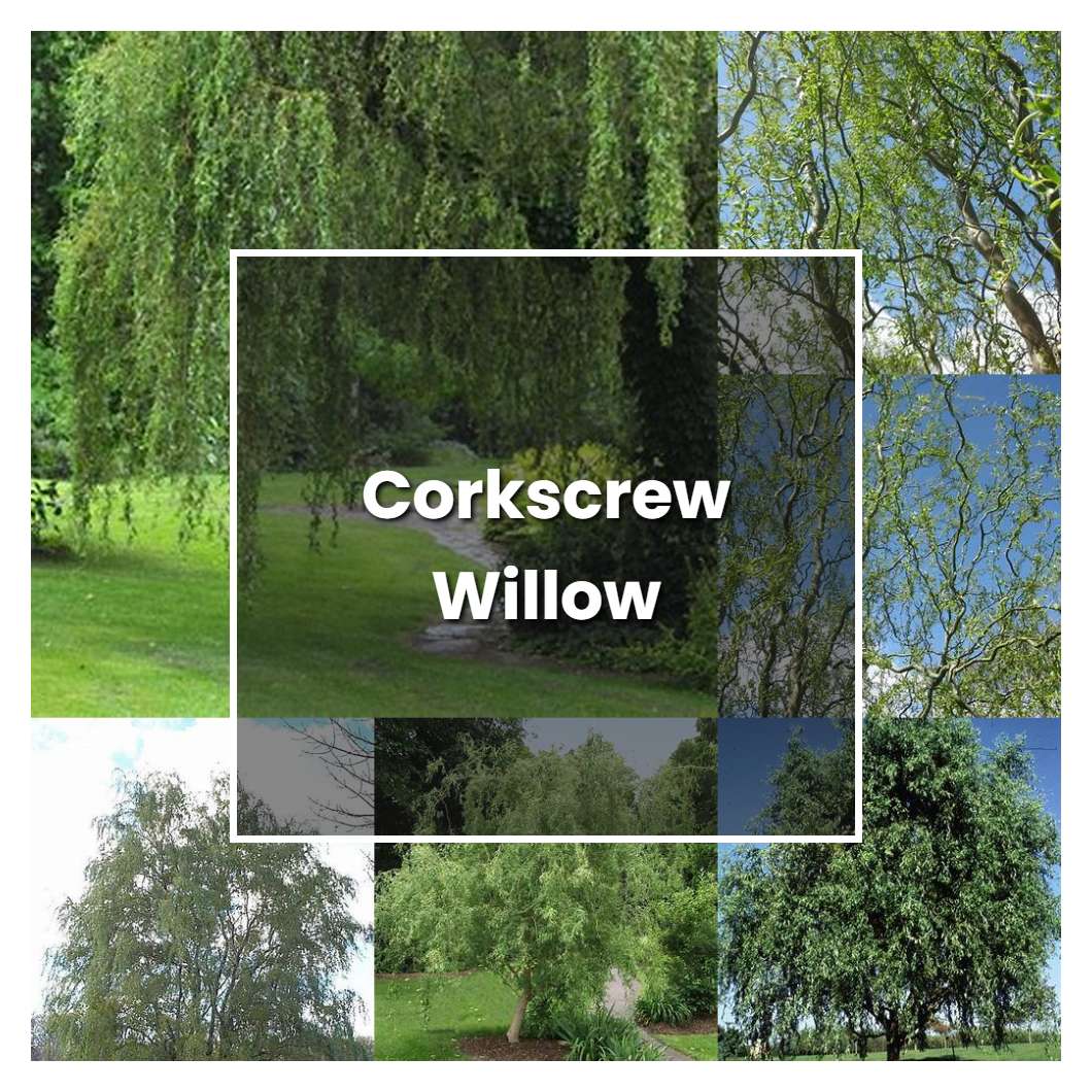 How to Grow Corkscrew Willow - Plant Care & Tips