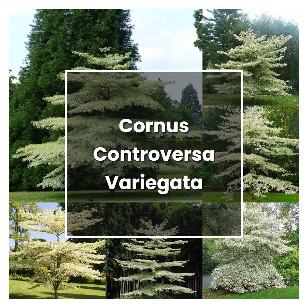 How to Grow Cornus Controversa Variegata - Plant Care & Tips