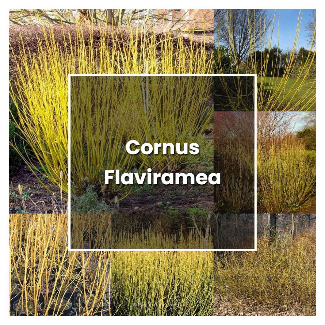 How to Grow Cornus Flaviramea - Plant Care & Tips