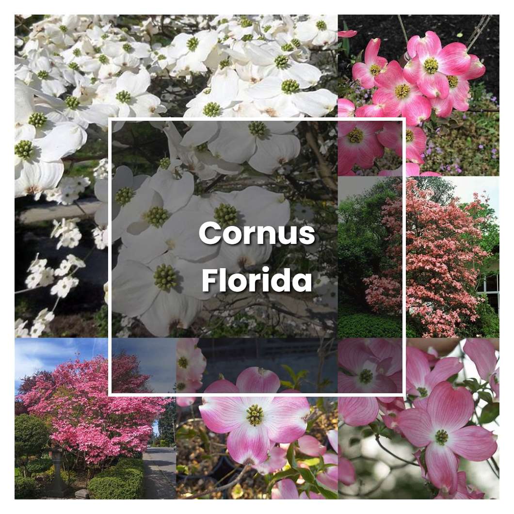 How to Grow Cornus Florida - Plant Care & Tips