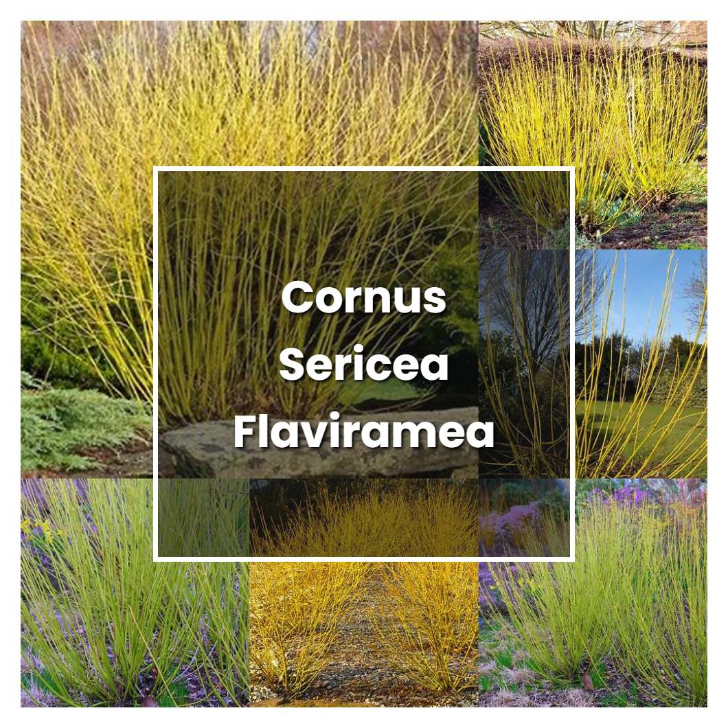 How to Grow Cornus Sericea Flaviramea - Plant Care & Tips