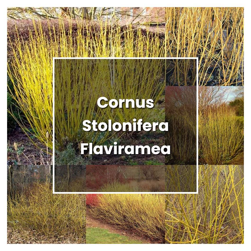 How to Grow Cornus Stolonifera Flaviramea - Plant Care & Tips