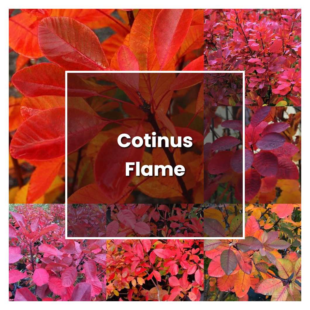 How to Grow Cotinus Flame - Plant Care & Tips
