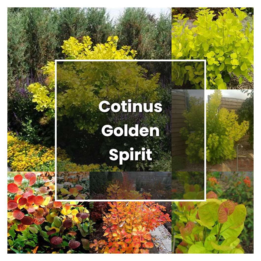 How to Grow Cotinus Golden Spirit - Plant Care & Tips
