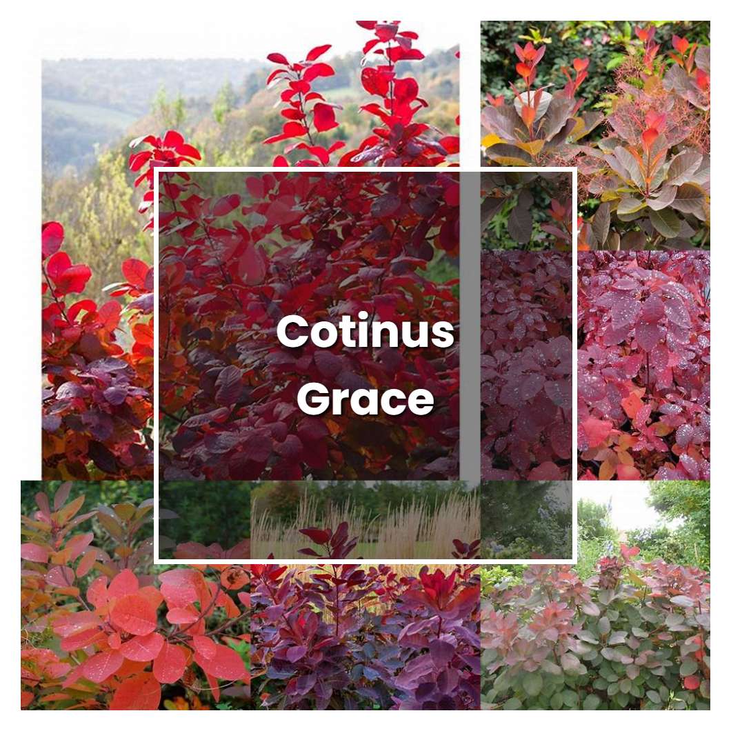 How to Grow Cotinus Grace - Plant Care & Tips