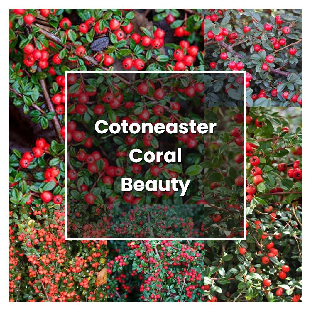 How to Grow Cotoneaster Coral Beauty - Plant Care & Tips