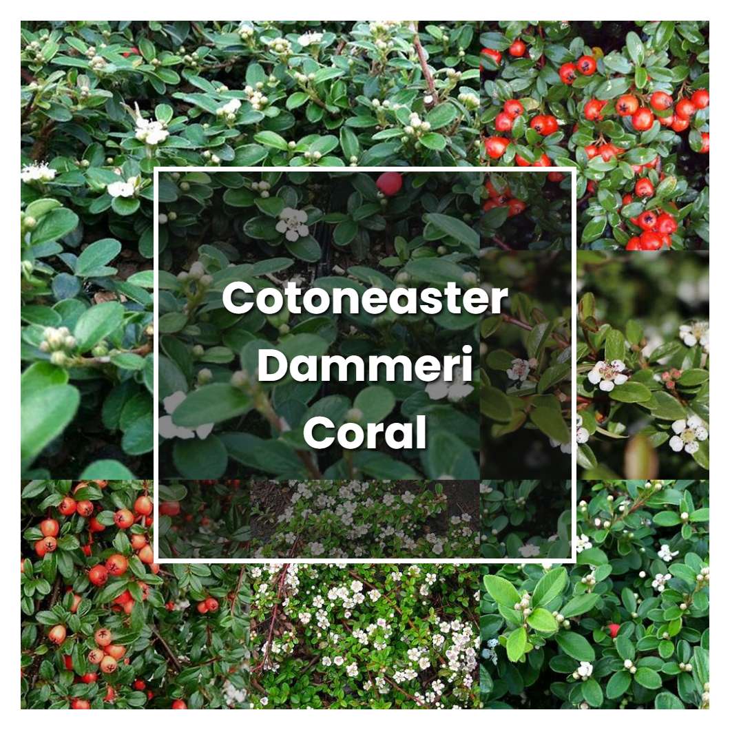 How to Grow Cotoneaster Dammeri Coral Beauty - Plant Care & Tips