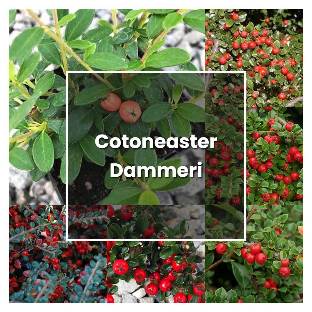How to Grow Cotoneaster Dammeri - Plant Care & Tips