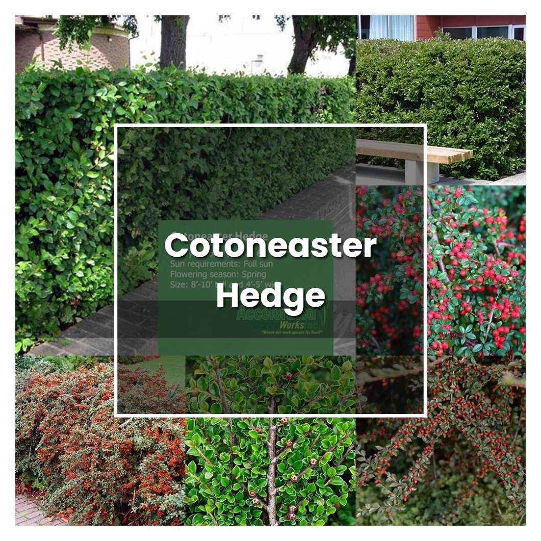 How to Grow Cotoneaster Hedge - Plant Care & Tips