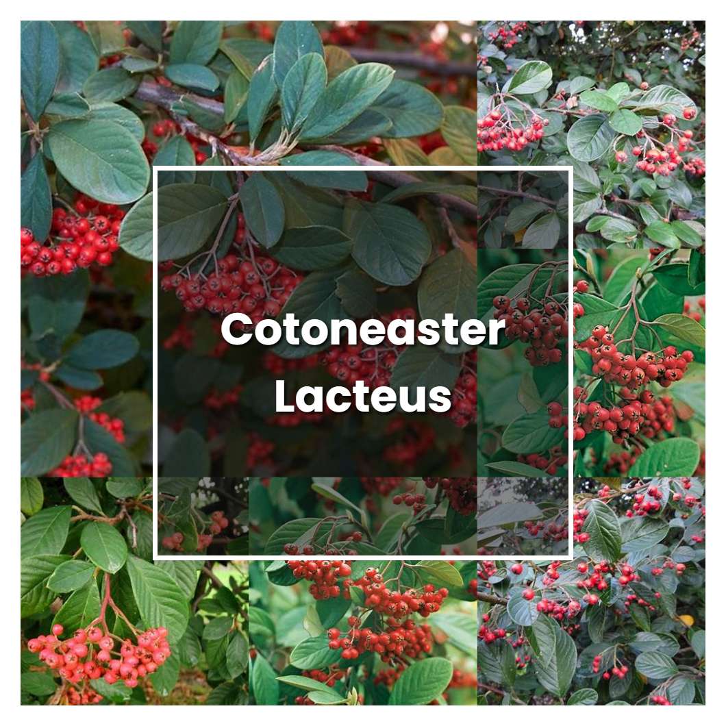 How to Grow Cotoneaster Lacteus - Plant Care & Tips
