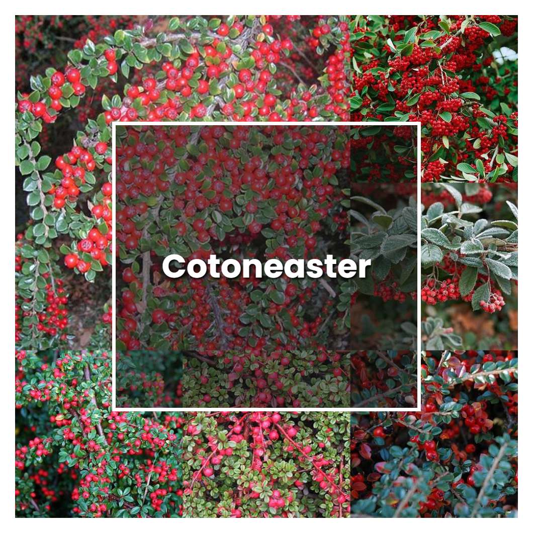 How to Grow Cotoneaster - Plant Care & Tips
