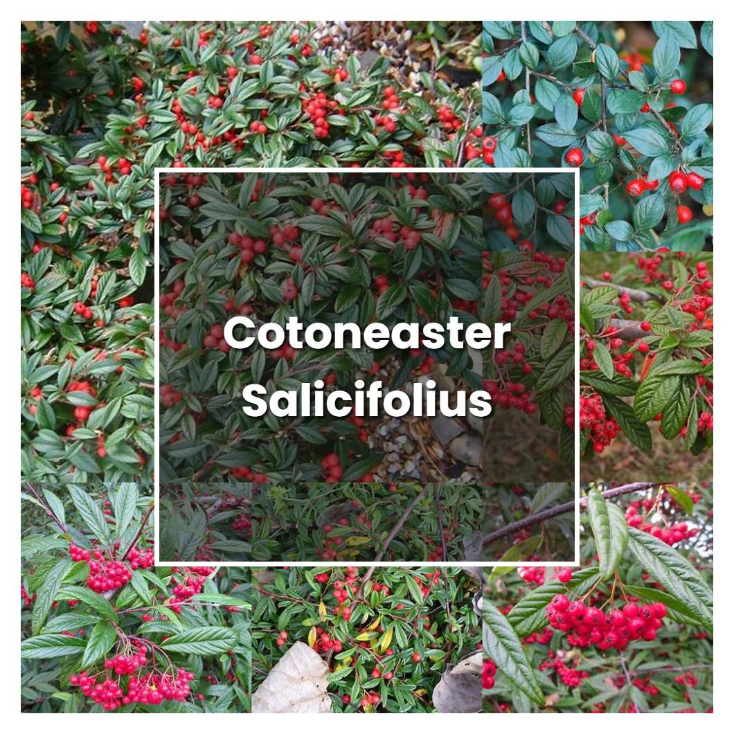 How to Grow Cotoneaster Salicifolius - Plant Care & Tips